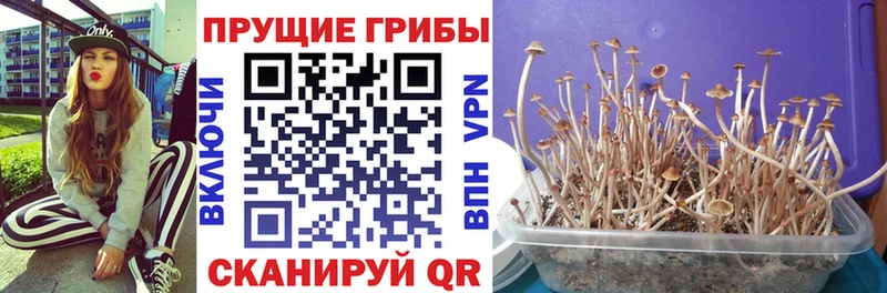Галлюциногенные грибы Magic Shrooms  Ессентуки 