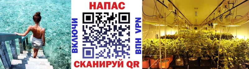 Бошки марихуана семена  Ессентуки 